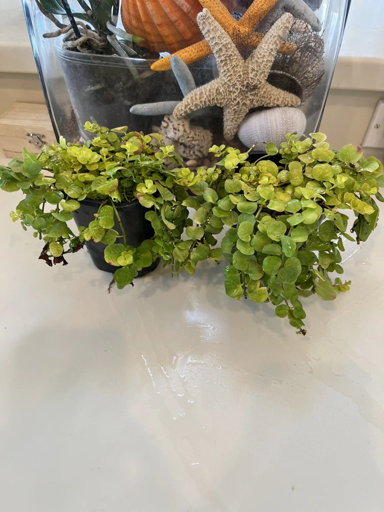 Creeping Jenny Live Plant - Lysimachia Nummularia Trailing Ground Cover - Image 1
