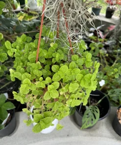 Creeping Live Plant in Hanging Basket - Trailing Indoor Houseplant - Image 2