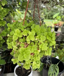 Creeping Live Plant in Hanging Basket - Trailing Indoor Houseplant - Image 1