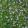 Creeping Mazus Live Plant - Mazus reptans - 3.5 Inch Pot - Groundcover - Image 1