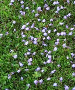 Creeping Mazus Live Plant - Mazus reptans - 3.5 Inch Pot - Groundcover - Image 1