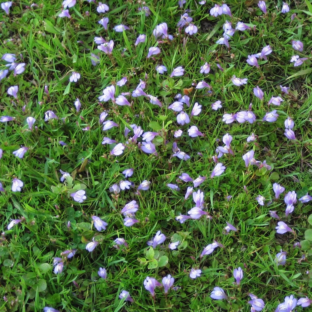 Creeping Mazus Live Plant - Mazus reptans - 3.5 Inch Pot - Groundcover - Image 1
