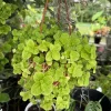 Creeping Plant Live Plant – Trailing Houseplant for Baskets – Indoor - Image 1