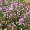Creeping Thyme Live Plant - Thymus serpyllum - 3.5 Inch Pot - Outdoor Groundcover - Image 1