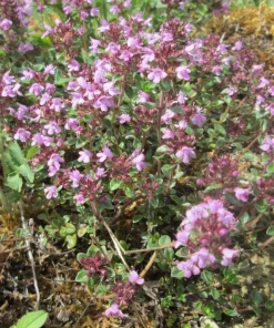 Creeping Thyme Live Plant - Thymus serpyllum - 3.5 Inch Pot - Outdoor Groundcover - Image 1