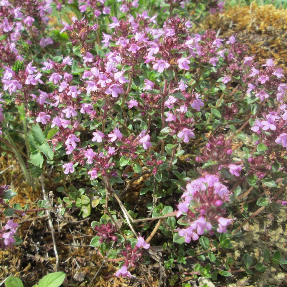 Creeping Thyme Live Plant - Thymus serpyllum - 3.5 Inch Pot - Outdoor Groundcover - Image 1