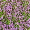 Creeping Thyme Seeds - 100,000 Seeds for Outdoor Garden Ground Cover - Image 1