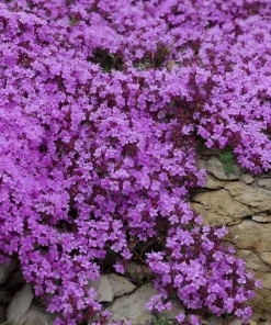 Creeping Thyme Seeds - 100,000 Seeds for Outdoor Garden Ground Cover - Image 2