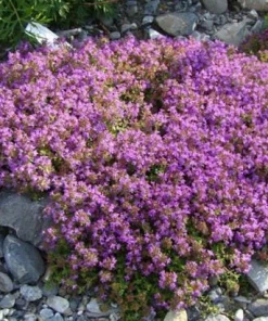 Creeping Thyme Seeds - 100,000 Seeds for Outdoor Garden Ground Cover - Image 3