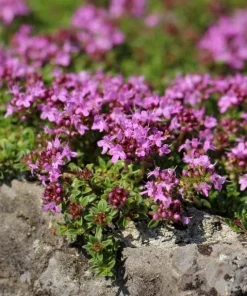 Creeping Thyme Seeds - 100,000 Seeds for Outdoor Garden Ground Cover - Image 4