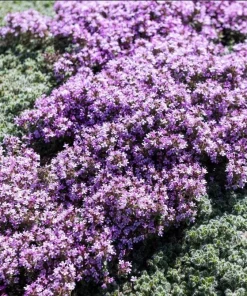 Creeping Thyme Seeds - 100,000 Seeds for Outdoor Garden Ground Cover - Image 5