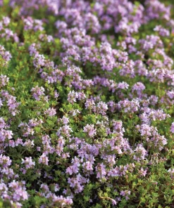 Creeping Thyme Seeds - 250 Count, Fragrant Ground Cover, Pollinator Friendly - Image 2