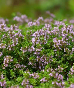 Creeping Thyme Seeds - 250 Count, Fragrant Ground Cover, Pollinator Friendly - Image 3