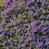 Creeping Thyme Seeds - 250 Count, Fragrant Ground Cover, Pollinator Friendly - Image 1