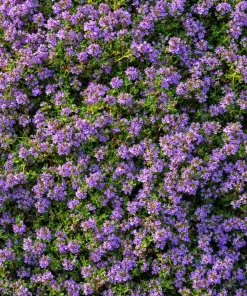 Creeping Thyme Seeds - 250 Count, Fragrant Ground Cover, Pollinator Friendly - Image 1