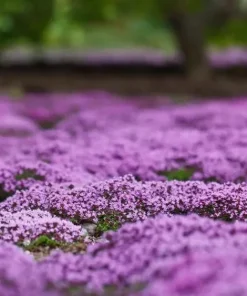 Creeping Thyme Seeds - 50,000 Thymus Serpyllum Perennial Seeds for Outdoor Garden - Image 2