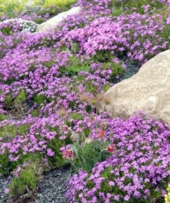 Creeping Thyme Seeds - 50,000 Thymus Serpyllum Perennial Seeds for Outdoor Garden - Image 3