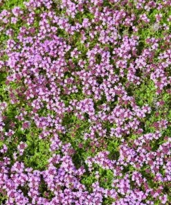 Creeping Thyme Seeds - 50,000 Thymus Serpyllum Perennial Seeds for Outdoor Garden - Image 4
