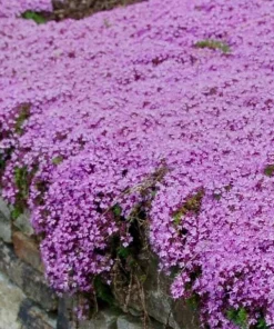Creeping Thyme Seeds - 50,000 Thymus Serpyllum Perennial Seeds for Outdoor Garden - Image 1