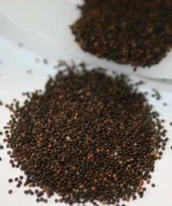 Creeping Thyme Seeds - 50,000 Thymus Serpyllum Perennial Seeds for Outdoor Garden - Image 6