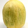 Crenshaw Melon Seeds - 30 Muskmelon Cranshaw Cucumis Melo Fruit Seeds - Image 1