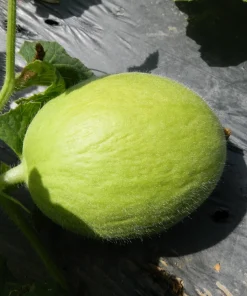Crenshaw Melon Seeds - 30 Muskmelon Cranshaw Cucumis Melo Fruit Seeds - Image 5