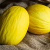 Crenshaw Melon Seeds - 50 Heirloom Easy Grow Fruit Seeds - Image 1