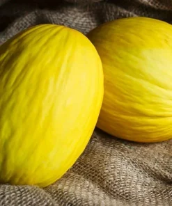 Crenshaw Melon Seeds - 50 Heirloom Easy Grow Fruit Seeds - Image 1