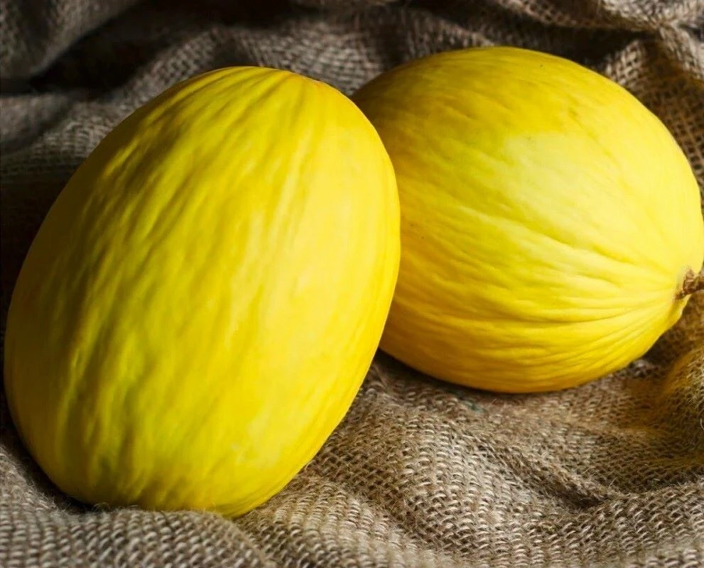 Crenshaw Melon Seeds - 50 Heirloom Easy Grow Fruit Seeds - Image 1
