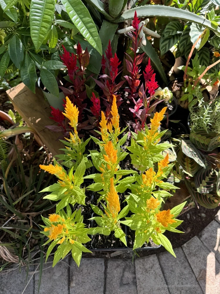 Crested Cock's Comb Live Plant - Unique Houseplant for Indoors - Image 1
