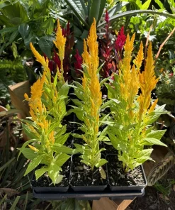 Crested Cock's Comb Live Plant - Unique Houseplant for Indoors - Image 2