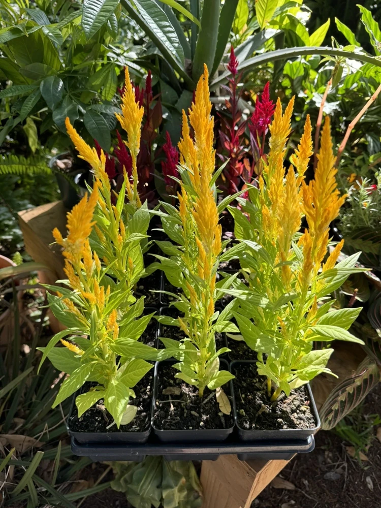 Crested Cock's Comb Live Plant - Unique Houseplant for Indoors - Image 2
