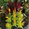 Crested Cockscomb Live Plant - Celosia cristata Colorful Flowering Garden Plant - Image 1