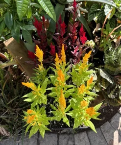 Crested Cockscomb Live Plant - Celosia cristata Colorful Flowering Garden Plant - Image 1