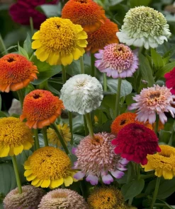 Crested Petal Zinnia Seeds - Ruffled Crown Blooms, Tall Stems - 25 Seeds - Image 2
