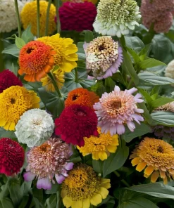Crested Petal Zinnia Seeds - Ruffled Crown Blooms, Tall Stems - 25 Seeds - Image 3