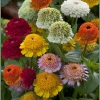 Crested Petal Zinnia Seeds - Ruffled Crown Blooms, Tall Stems - 25 Seeds - Image 1