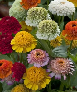 Crested Petal Zinnia Seeds - Ruffled Crown Blooms, Tall Stems - 25 Seeds - Image 1