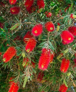 Crimson Bottlebrush Seeds - Callistemon Citrinus, 40 Count, Red Flowering Shrub/Small Tree, Zones 8-11 - Image 10