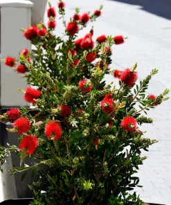 Crimson Bottlebrush Seeds - Callistemon Citrinus, 40 Count, Red Flowering Shrub/Small Tree, Zones 8-11 - Image 2