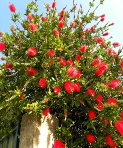 Crimson Bottlebrush Seeds - Callistemon Citrinus, 40 Count, Red Flowering Shrub/Small Tree, Zones 8-11 - Image 3