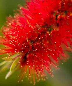 Crimson Bottlebrush Seeds - Callistemon Citrinus, 40 Count, Red Flowering Shrub/Small Tree, Zones 8-11 - Image 4