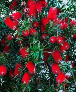 Crimson Bottlebrush Seeds - Callistemon Citrinus, 40 Count, Red Flowering Shrub/Small Tree, Zones 8-11 - Image 5