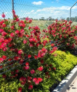 Crimson Bottlebrush Seeds - Callistemon Citrinus, 40 Count, Red Flowering Shrub/Small Tree, Zones 8-11 - Image 6