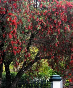 Crimson Bottlebrush Seeds - Callistemon Citrinus, 40 Count, Red Flowering Shrub/Small Tree, Zones 8-11 - Image 7