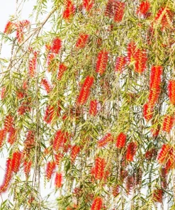 Crimson Bottlebrush Seeds - Callistemon Citrinus, 40 Count, Red Flowering Shrub/Small Tree, Zones 8-11 - Image 8
