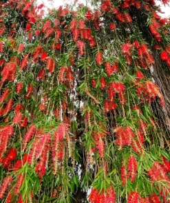 Crimson Bottlebrush Seeds - Callistemon Citrinus, 40 Count, Red Flowering Shrub/Small Tree, Zones 8-11 - Image 9