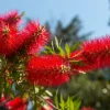 Crimson Bottlebrush Seeds - Callistemon Citrinus, 40 Count, Red Flowering Shrub/Small Tree, Zones 8-11 - Image 1