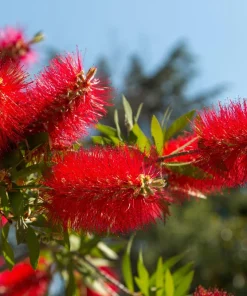 Crimson Bottlebrush Seeds - Callistemon Citrinus, 40 Count, Red Flowering Shrub/Small Tree, Zones 8-11 - Image 1