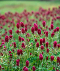 Crimson Clover Seeds - 1000 Seeds - Vibrant Red Blooms, Cover Crop, Pollinator Magnet, Soil Enricher - Outdoor - Image 2